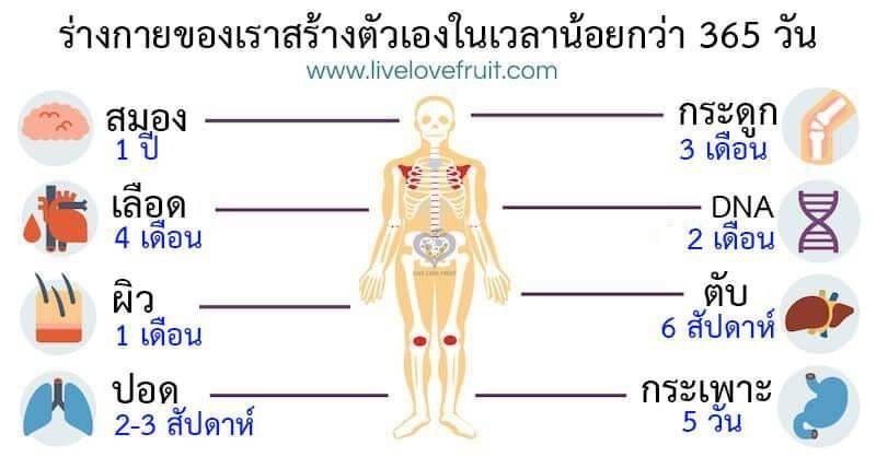 ร่างกายของเราต้องการซ่อมแซมตัวเอง